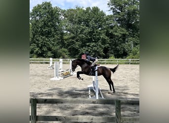 Meer volbloeden, Merrie, 14 Jaar, 163 cm, Donkerbruin
