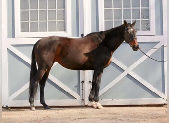Meer volbloeden, Merrie, 14 Jaar, 163 cm, Donkerbruin