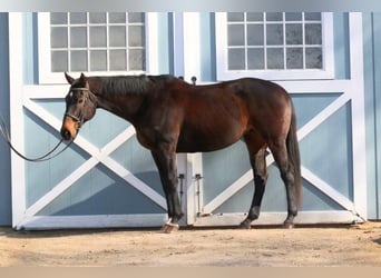 Meer volbloeden, Merrie, 14 Jaar, 163 cm, Donkerbruin
