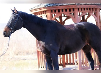 Meer volbloeden, Merrie, 14 Jaar, 163 cm, Donkerbruin