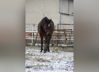 Meer volbloeden, Merrie, 15 Jaar, 160 cm, Bruin