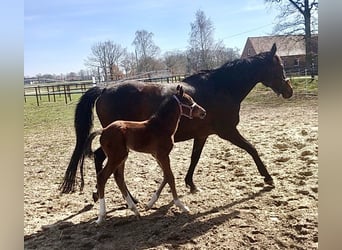 Meer volbloeden, Merrie, 15 Jaar, 160 cm, Bruin