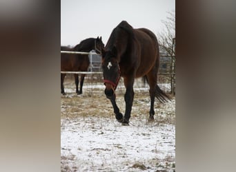 Meer volbloeden, Merrie, 15 Jaar, 160 cm, Bruin