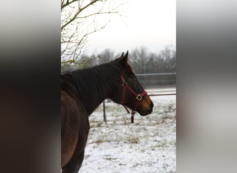 Meer volbloeden, Merrie, 15 Jaar, 160 cm, Bruin