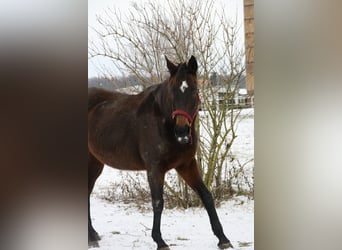 Meer volbloeden, Merrie, 15 Jaar, 160 cm, Bruin