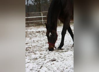 Meer volbloeden, Merrie, 15 Jaar, 160 cm, Bruin