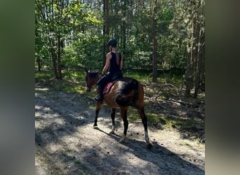 Meer volbloeden, Merrie, 15 Jaar