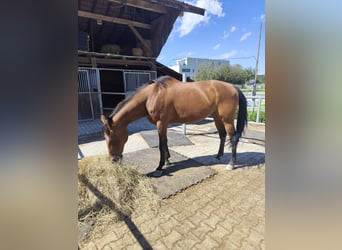 Meer volbloeden, Merrie, 16 Jaar, 163 cm, Bruin