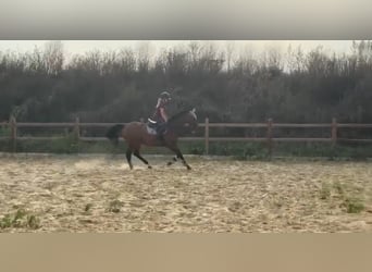 Meer volbloeden, Merrie, 16 Jaar, 165 cm, Bruin