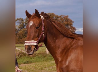 Meer volbloeden, Merrie, 16 Jaar, 168 cm, Vos