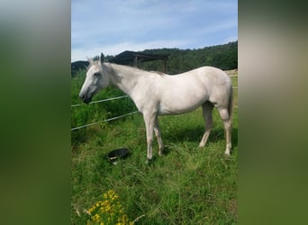 Meer volbloeden, Merrie, 18 Jaar, 156 cm, Appelschimmel