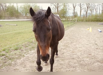 Meer volbloeden, Merrie, 18 Jaar, 160 cm, Bruin