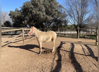 Meer volbloeden, Merrie, 1 Jaar, 160 cm, Falbe