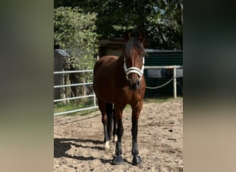 Meer volbloeden Mix, Merrie, 20 Jaar, 163 cm, Bruin
