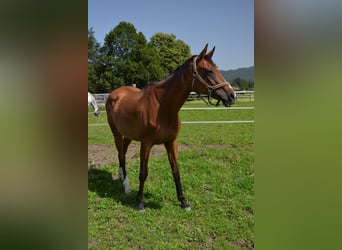 Meer volbloeden, Merrie, 21 Jaar, 170 cm, Bruin