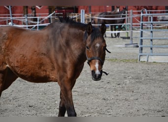 Meer volbloeden, Merrie, 21 Jaar, 170 cm, Bruin