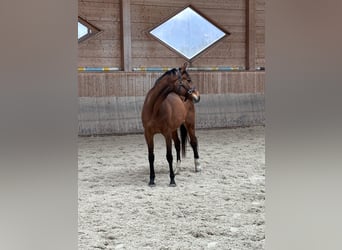 Meer volbloeden, Merrie, 21 Jaar, 170 cm, Bruin