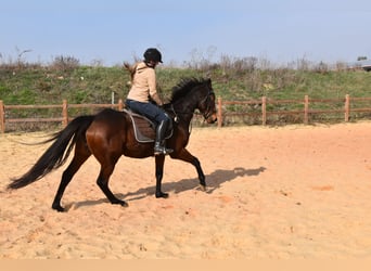 Meer volbloeden, Merrie, 6 Jaar, 162 cm