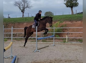 Meer volbloeden, Merrie, 6 Jaar, 163 cm, Donkerbruin