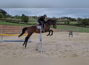 Meer volbloeden, Merrie, 6 Jaar, 163 cm, Donkerbruin