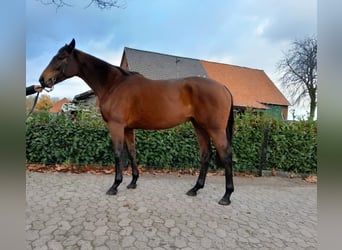 Meer volbloeden, Merrie, 6 Jaar, 163 cm