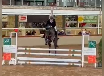 Meer volbloeden Mix, Merrie, 6 Jaar, 168 cm, Brauner