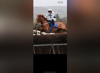 Meer volbloeden, Merrie, 7 Jaar, 160 cm, Vliegenschimmel