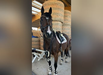 Meer volbloeden, Merrie, 7 Jaar, 165 cm, Bruin