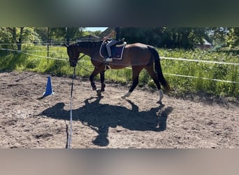 Meer volbloeden, Merrie, 7 Jaar, 165 cm, Bruin