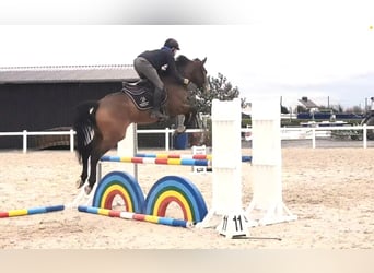 Meer volbloeden Mix, Merrie, 7 Jaar, 168 cm, Bruin