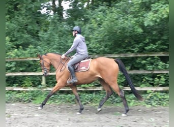 Meer volbloeden Mix, Merrie, 7 Jaar, 168 cm, Bruin