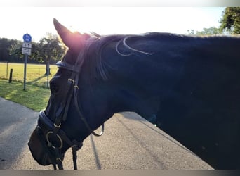 Meer volbloeden, Merrie, 8 Jaar, 155 cm, Zwartbruin