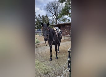 Meer volbloeden, Merrie, 8 Jaar, 155 cm, Zwartbruin