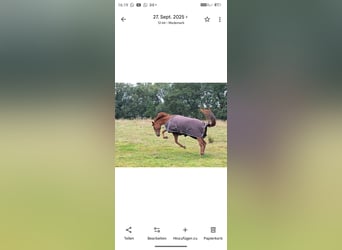 Meer volbloeden, Merrie, 8 Jaar, 160 cm, Buckskin