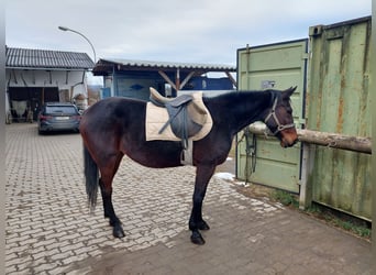 Meer volbloeden, Merrie, 8 Jaar, 160 cm