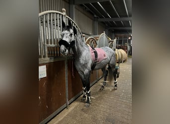 Meer volbloeden, Merrie, 8 Jaar, 160 cm, Schimmel