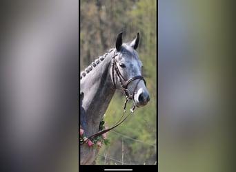 Meer volbloeden, Merrie, 8 Jaar, 163 cm, Schimmel