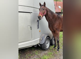 Meer volbloeden, Merrie, 8 Jaar, 164 cm, Bruin