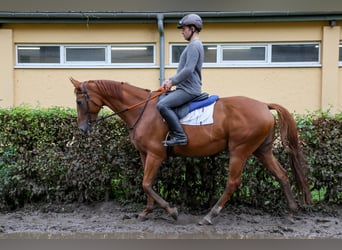 Meer volbloeden Mix, Merrie, 8 Jaar