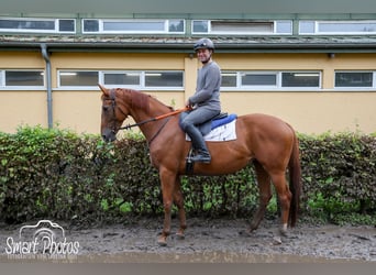 Meer volbloeden Mix, Merrie, 8 Jaar