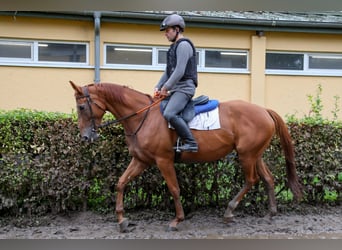 Meer volbloeden Mix, Merrie, 8 Jaar