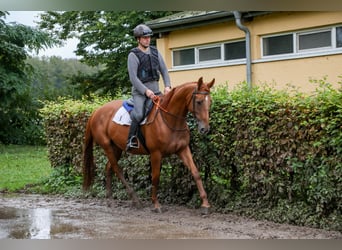 Meer volbloeden Mix, Merrie, 8 Jaar