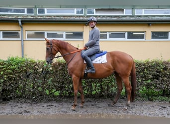 Meer volbloeden Mix, Merrie, 8 Jaar