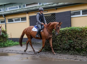 Meer volbloeden Mix, Merrie, 8 Jaar