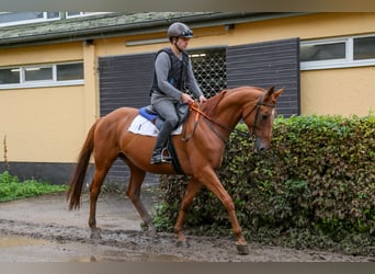 Meer volbloeden Mix, Merrie, 8 Jaar