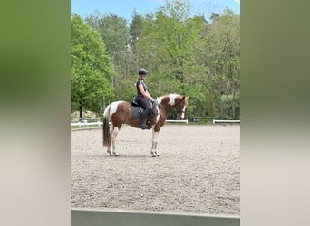 Meer volbloeden Mix, Ruin, 11 Jaar, 150 cm, Gevlekt-paard