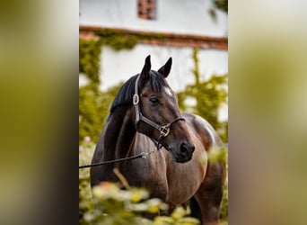 Meer volbloeden, Ruin, 14 Jaar, Bruin