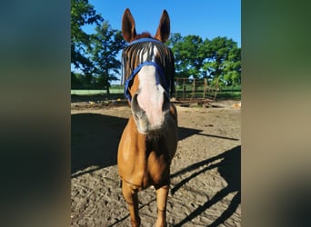 Meer volbloeden Mix, Ruin, 15 Jaar, 162 cm, Vos