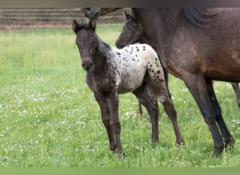 Meer volbloeden, Ruin, 1 Jaar, 155 cm, Appaloosa