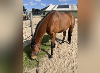 Meer volbloeden, Ruin, 5 Jaar, 165 cm, Bruin